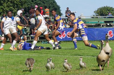 Dixon's Field, with one of the best playing surfaces in South Africa, was shared with a determined family of geese, who delighted in the nutritious meal the ground offered, even while the action was on. Photo: Brad Morgan.